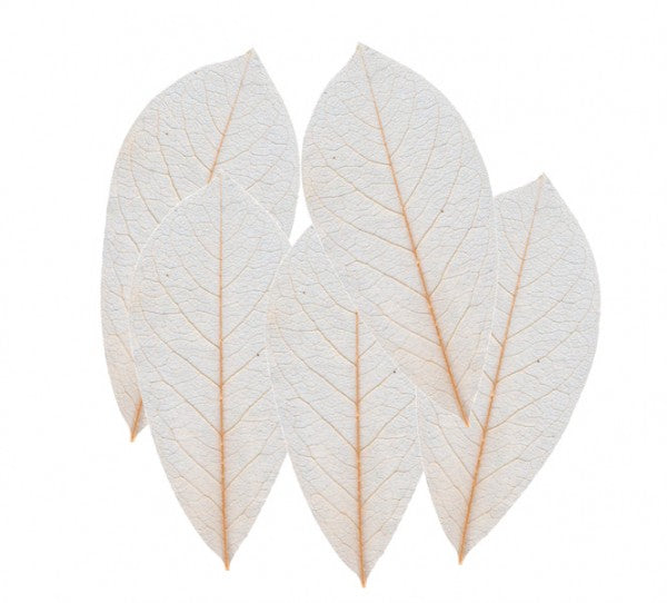 Skeleton Leaves 100pcs