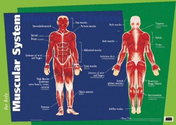 Our Body Muscular System Poster