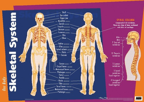 Our Body Skeletal System Poster