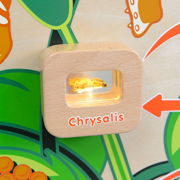 Activity Board - Light Up Life Cycle Butterfly