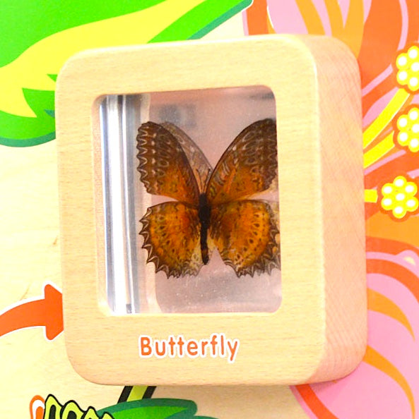 Activity Board - Light Up Life Cycle Butterfly