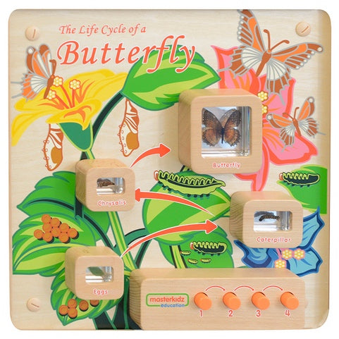 Activity Board - Light Up Life Cycle Butterfly