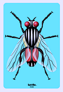 House Fly Puzzle 11pcs