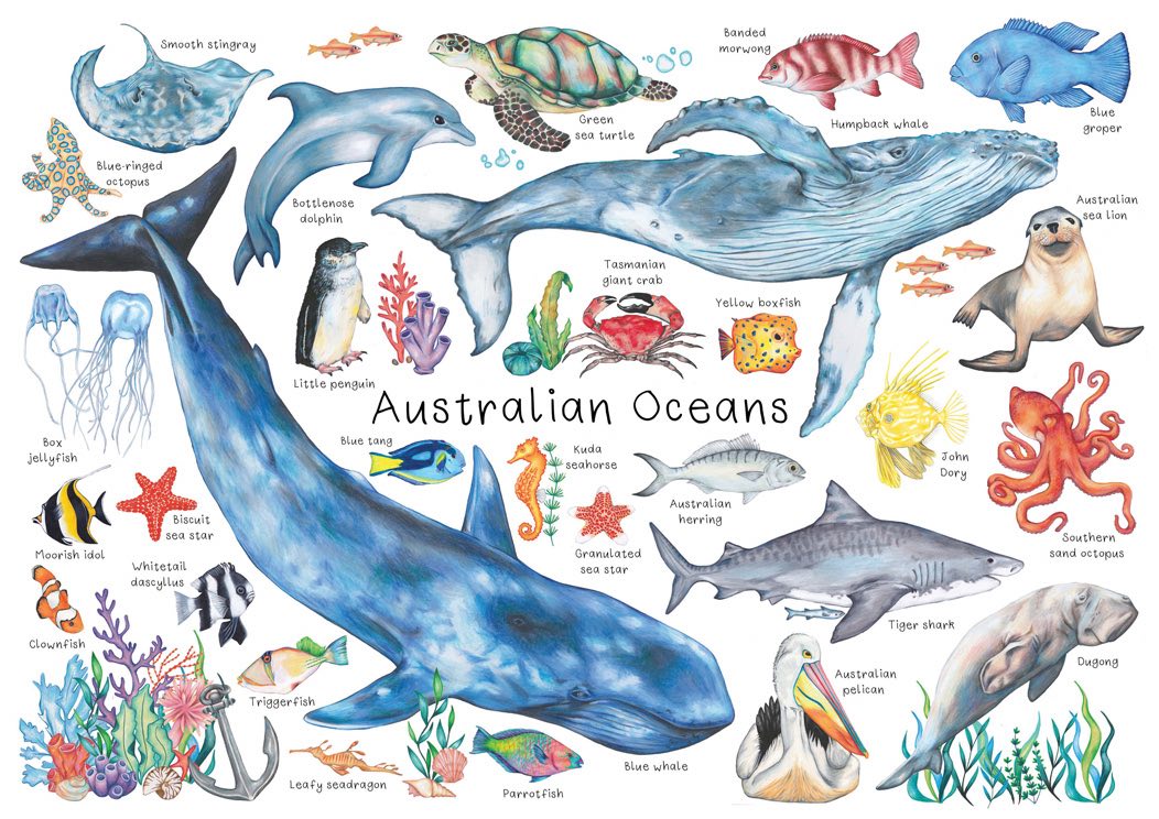 Australian Ocean Animals A3 Puzzle 48pcs
