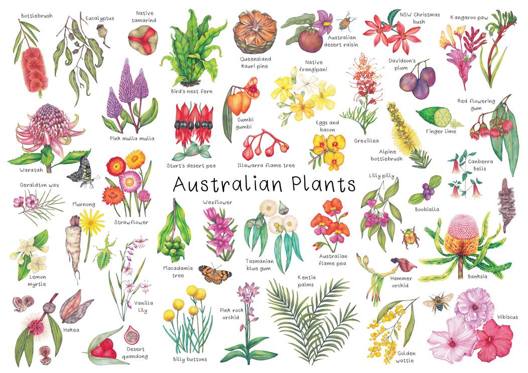 Australian Plants A3 Puzzle 96pcs