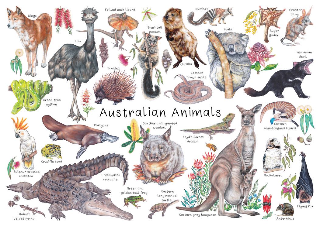 Australian Animals A3 Puzzle 24pcs