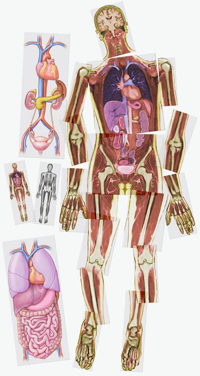 Look Inside Me MRI Scan 18pcs