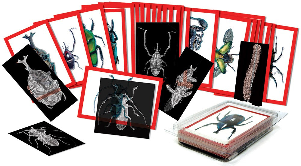 Insects X-Rays and Picture Cards 72pcs