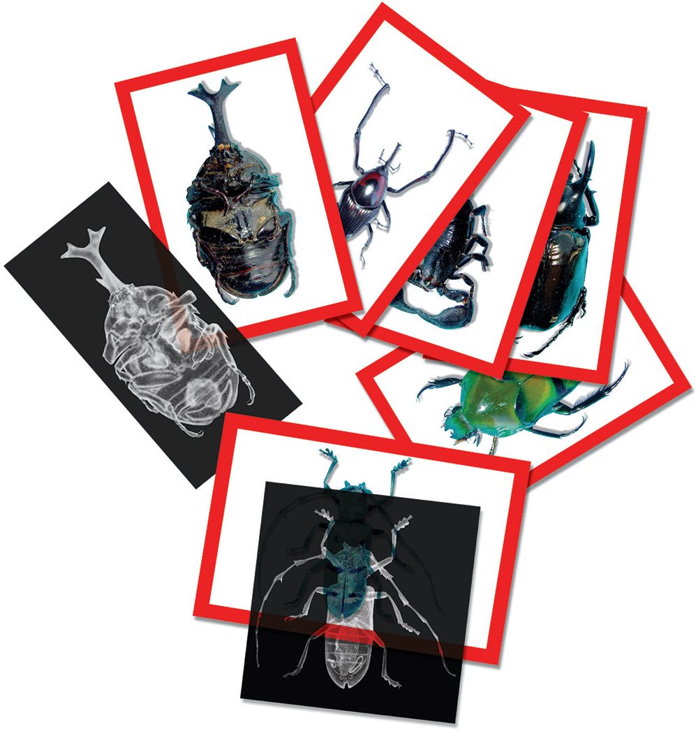 Insects X-Rays and Picture Cards 72pcs