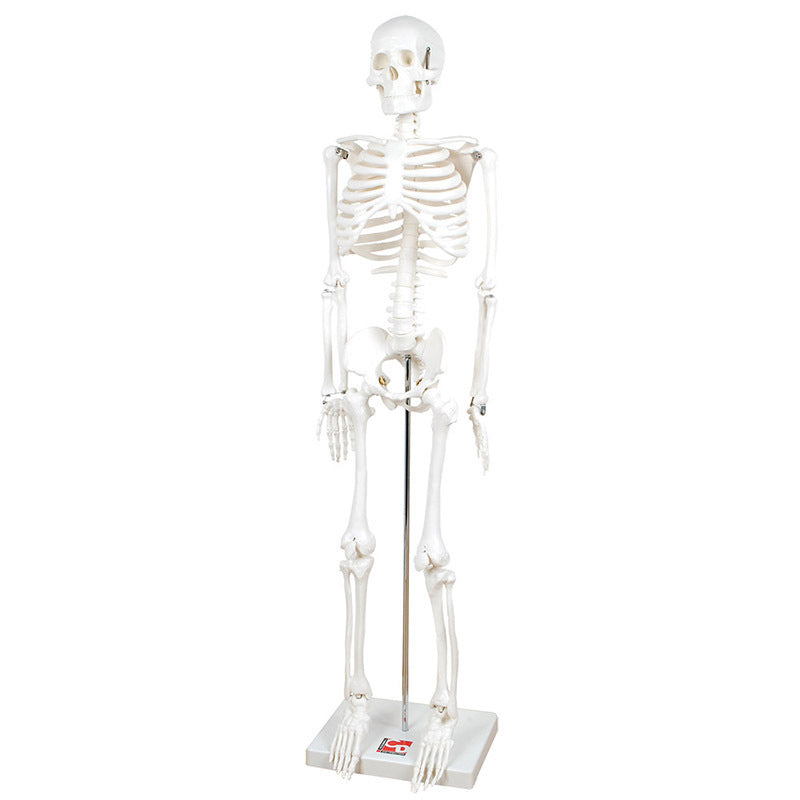 Half Scale Skeleton 85cmH