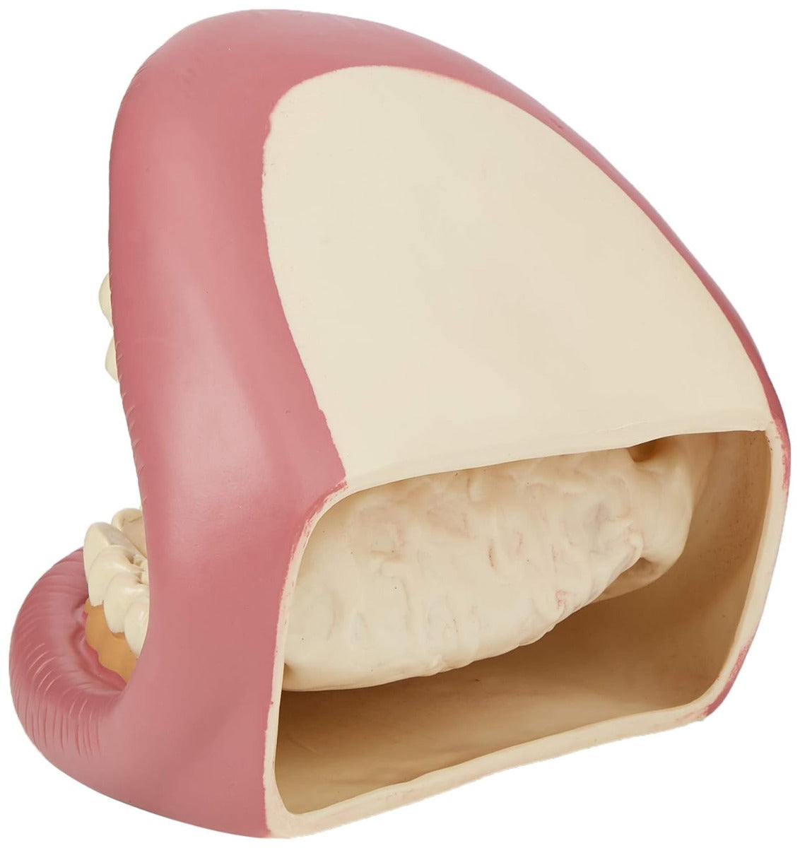 Giant Teeth Demonstrator Hand Puppet