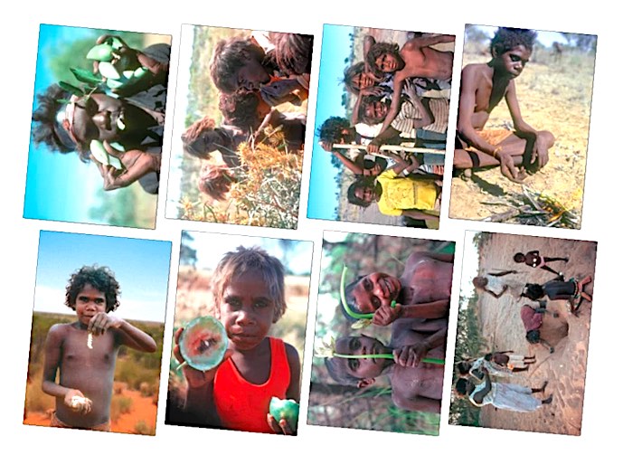 Bush Tucker Posters Set of 8