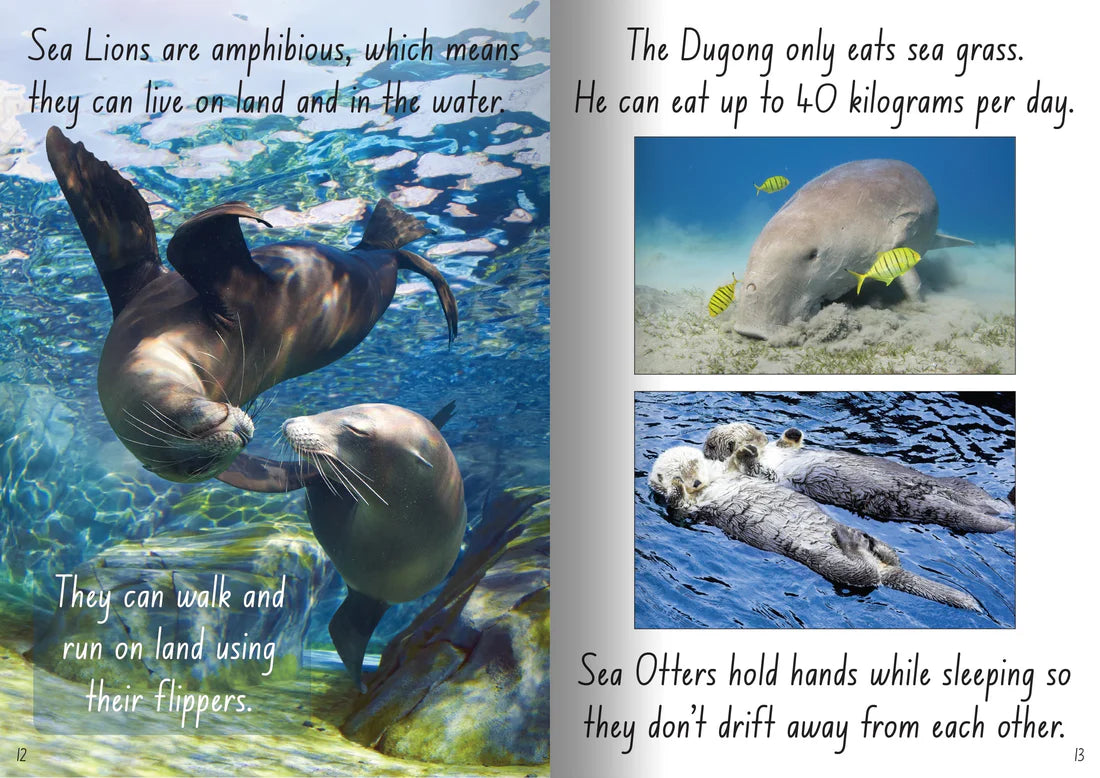 Big Book 'Let's Learn About Sea Creatures'