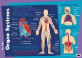 Our Body Major Organs Poster