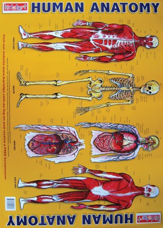 Human Anatomy Poster