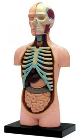 Anatomy Kit Torso 32pcs