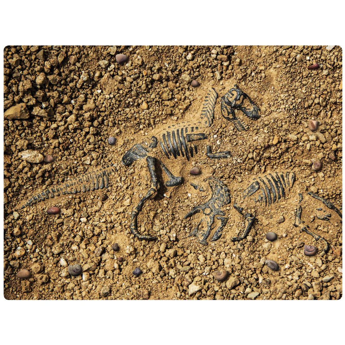 Fossil Finder Carpet 2m x 1.5m