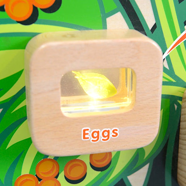 Activity Board - Light Up Life Cycle Butterfly