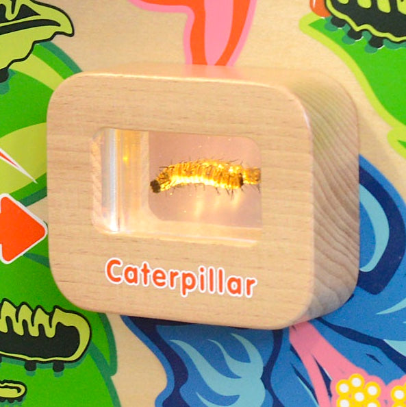 Activity Board - Light Up Life Cycle Butterfly