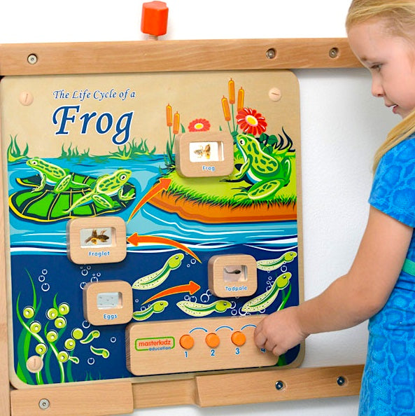 Activity Board - Light Up Life Cycle Frog