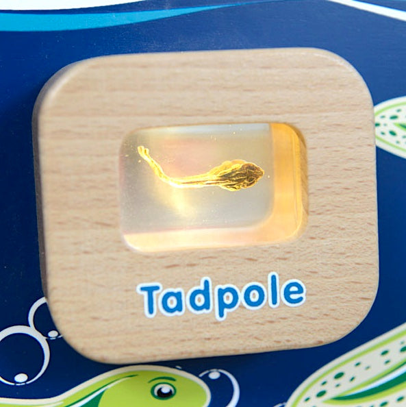 Activity Board - Light Up Life Cycle Frog