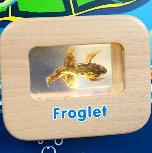 Activity Board - Light Up Life Cycle Frog