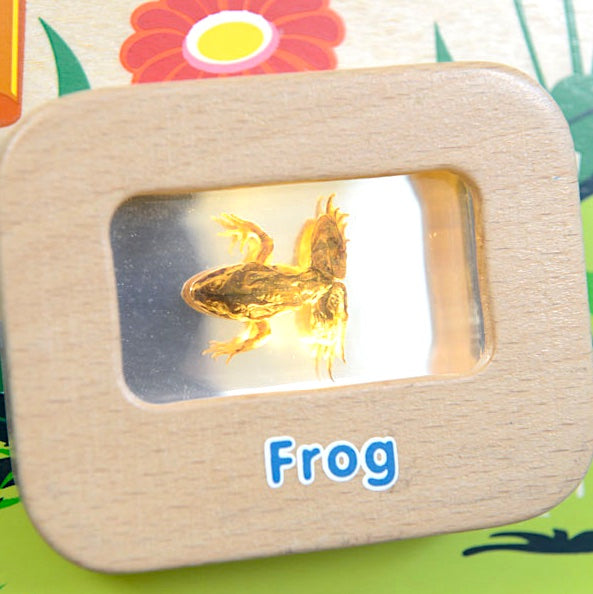 Activity Board - Light Up Life Cycle Frog