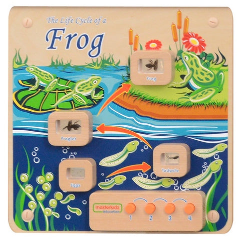 Activity Board - Light Up Life Cycle Frog