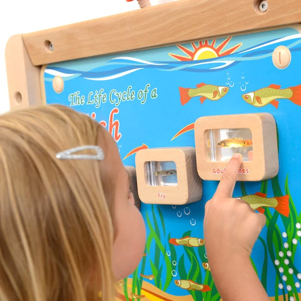 Activity Board - Light Up Life Cycle Fish