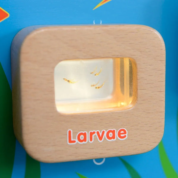 Activity Board - Light Up Life Cycle Fish