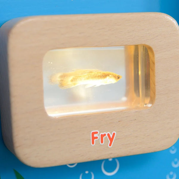 Activity Board - Light Up Life Cycle Fish