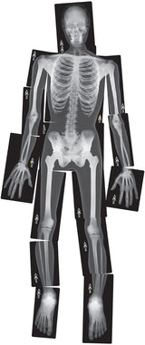 True to Life Human X-Rays 18pcs