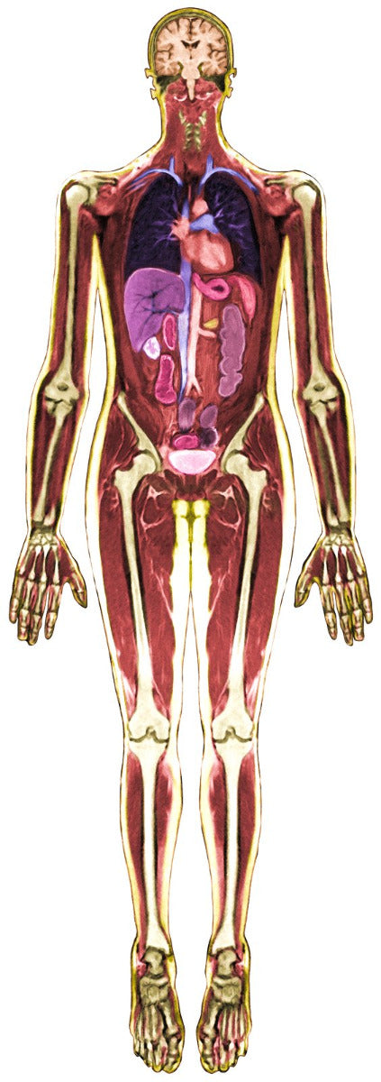 Look Inside Me MRI Scan 18pcs