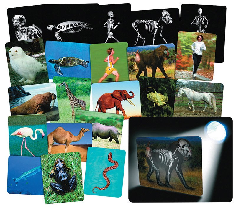 What's Inside Animals X-Rays 16pcs