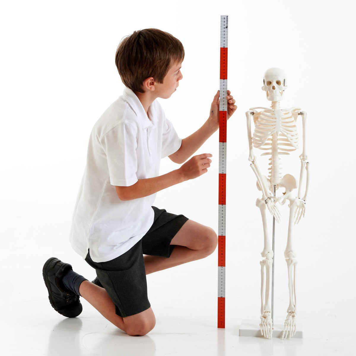 Half Scale Skeleton 85cmH