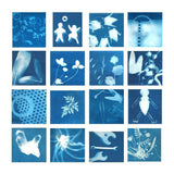 Sunprint Paper Kits For Solar Printing