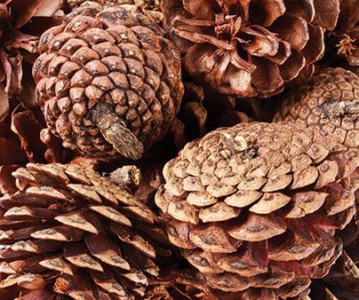 Pine Cones 200g