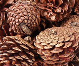 Pine Cones 200g