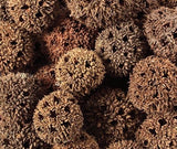 Spiky Pods Asst 250g