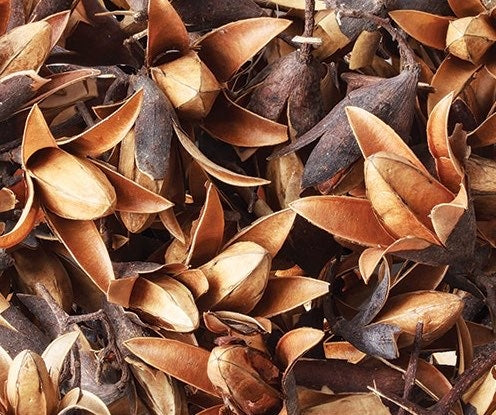 Dried Seedless Flower Pods 50g