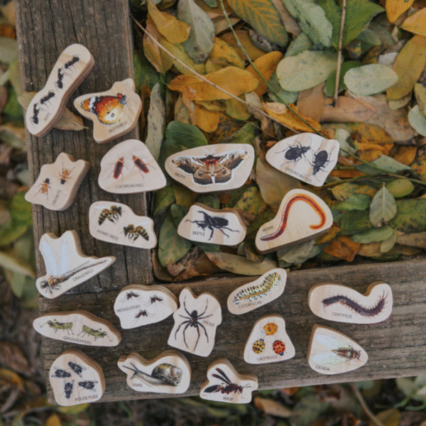 Discovering Minibeasts - The Freckled Frog