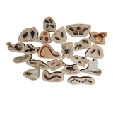 Discovering Minibeasts - The Freckled Frog