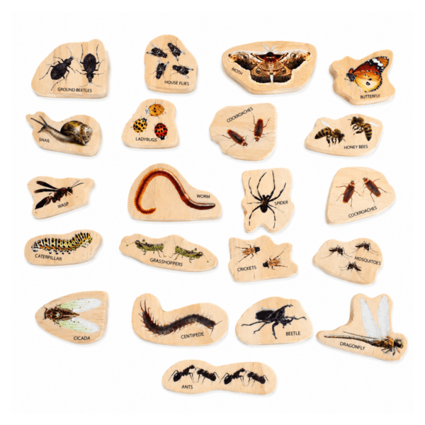 Discovering Minibeasts - The Freckled Frog