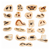 Discovering Minibeasts - The Freckled Frog