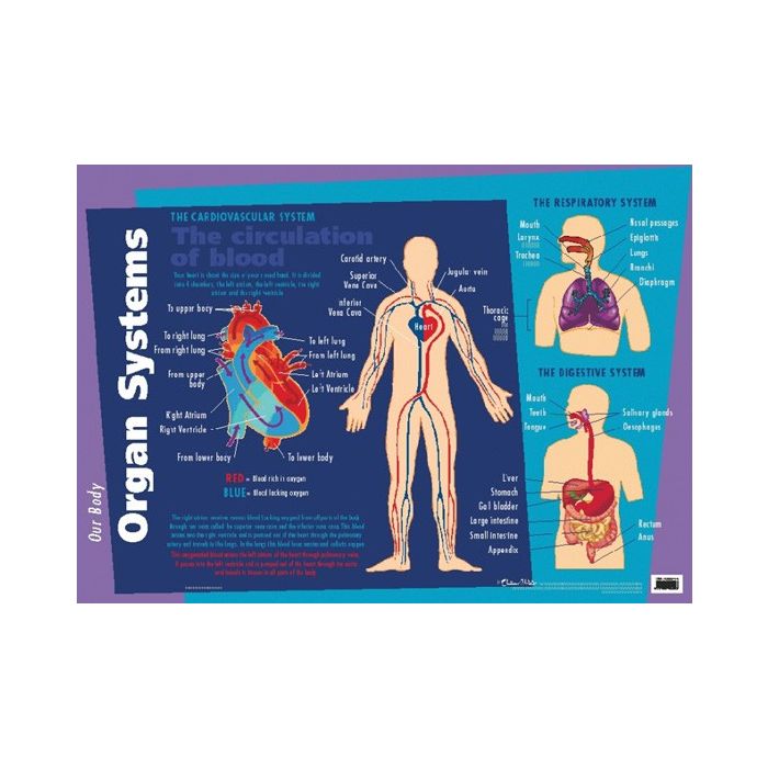 Our Body Major Organs Poster - EDU-21 Educational Toys & Resources